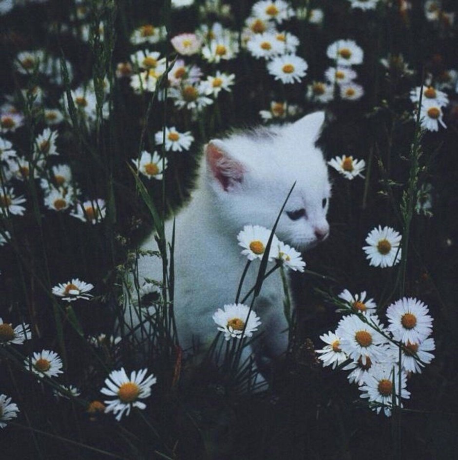 Пушистый кот арт