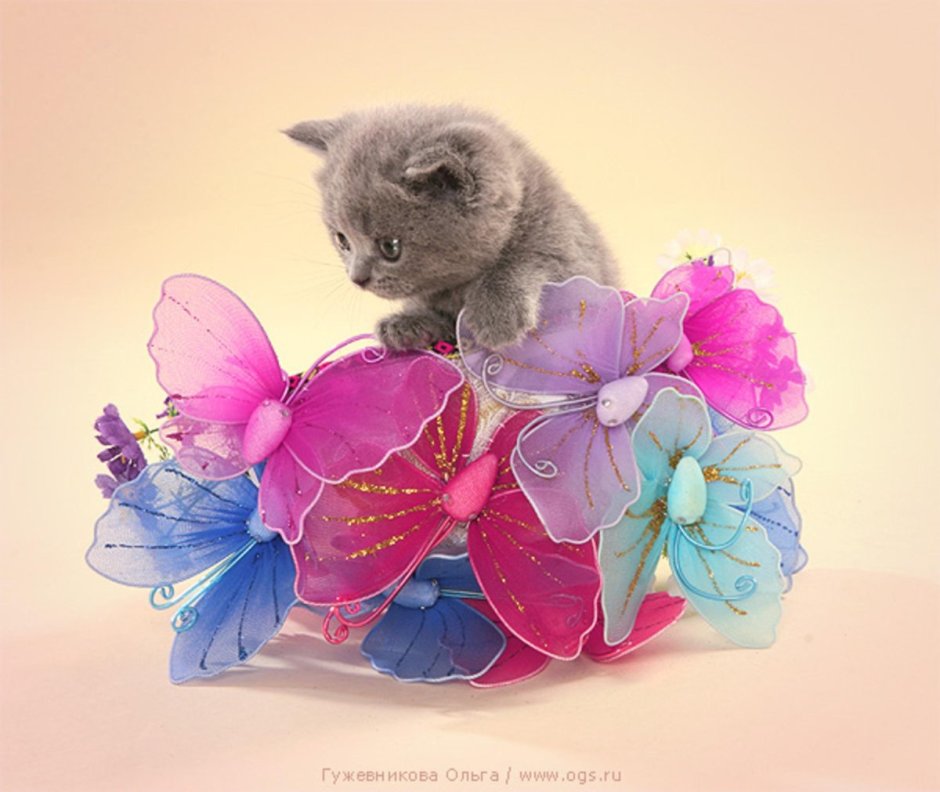 Коты с бабочкой на носу