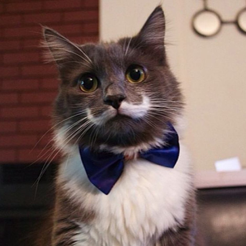 Котенок с бабочкой