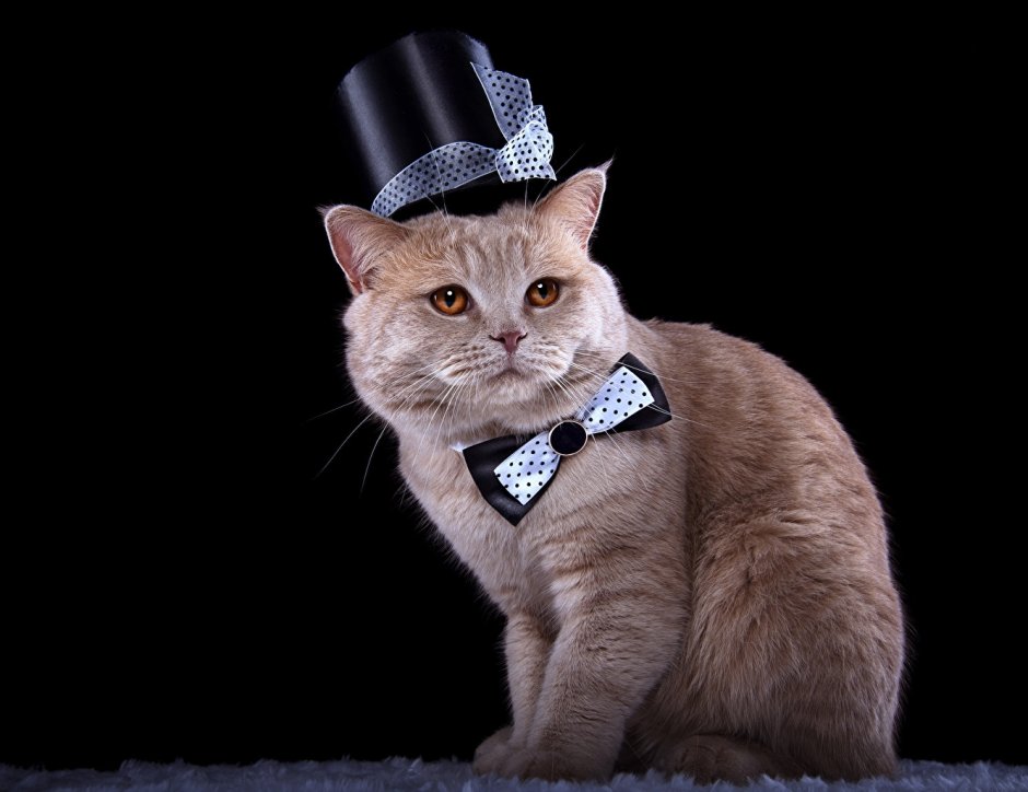 Кошечка с бабочкой