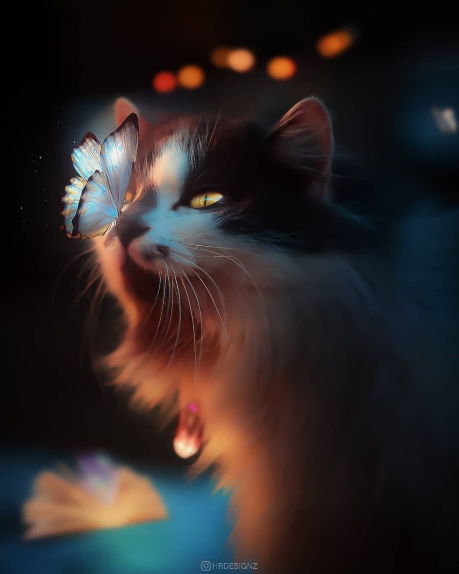 Кот и бабочка