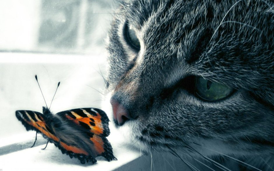 Кошка с бабочками
