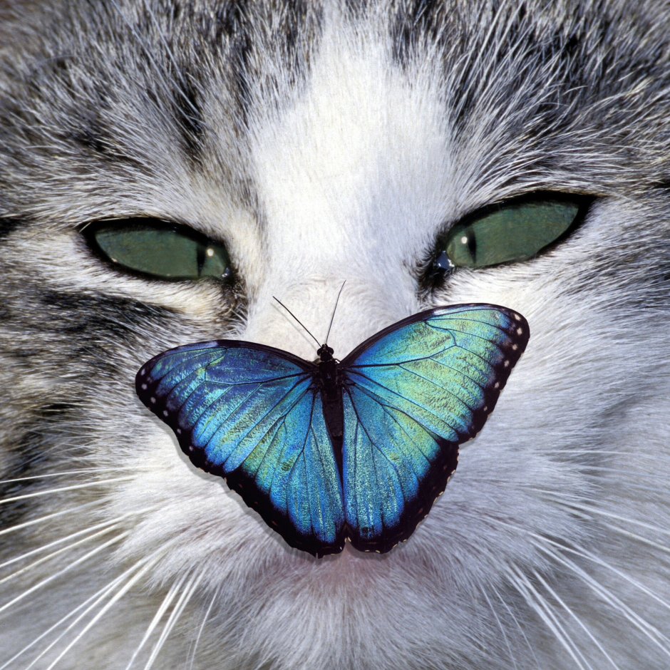 Коты и бабочки