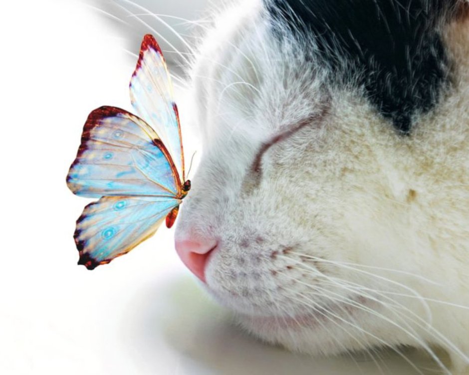 Кошка с бабочками