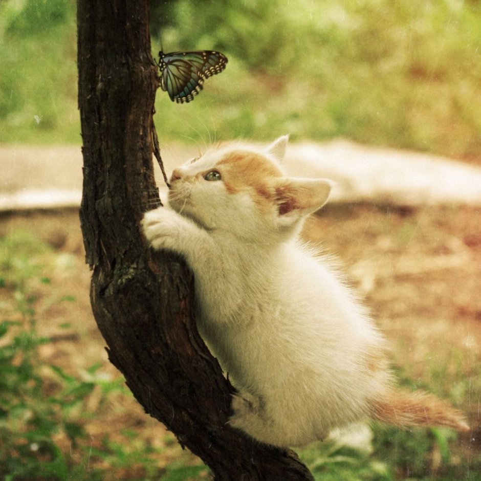 Кошачий мотылек бабочка