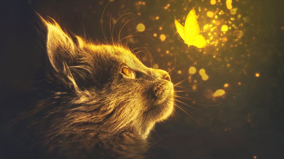 Котик с бабочкой на носу