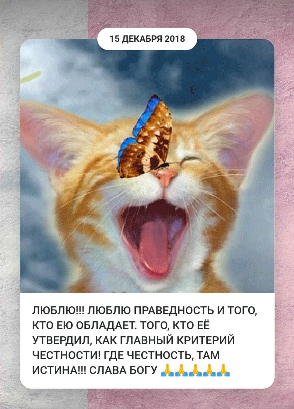 Черный кот с бабочкой