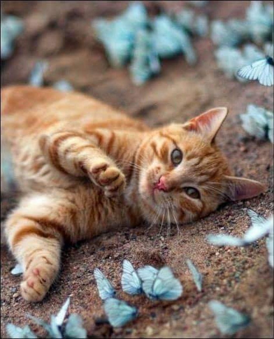 Екатерина Комракова иллюстрации