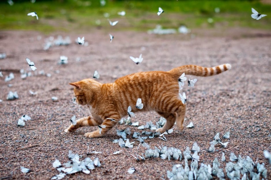 Кот в бинтах