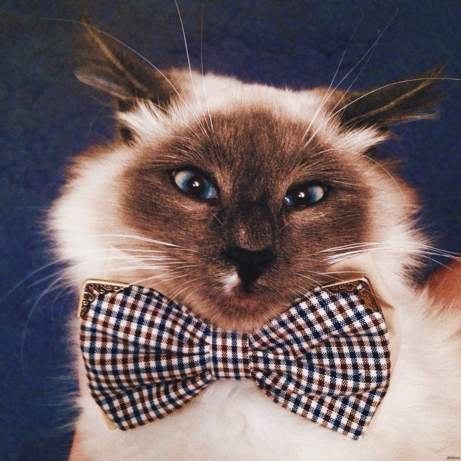 Красивые кошки