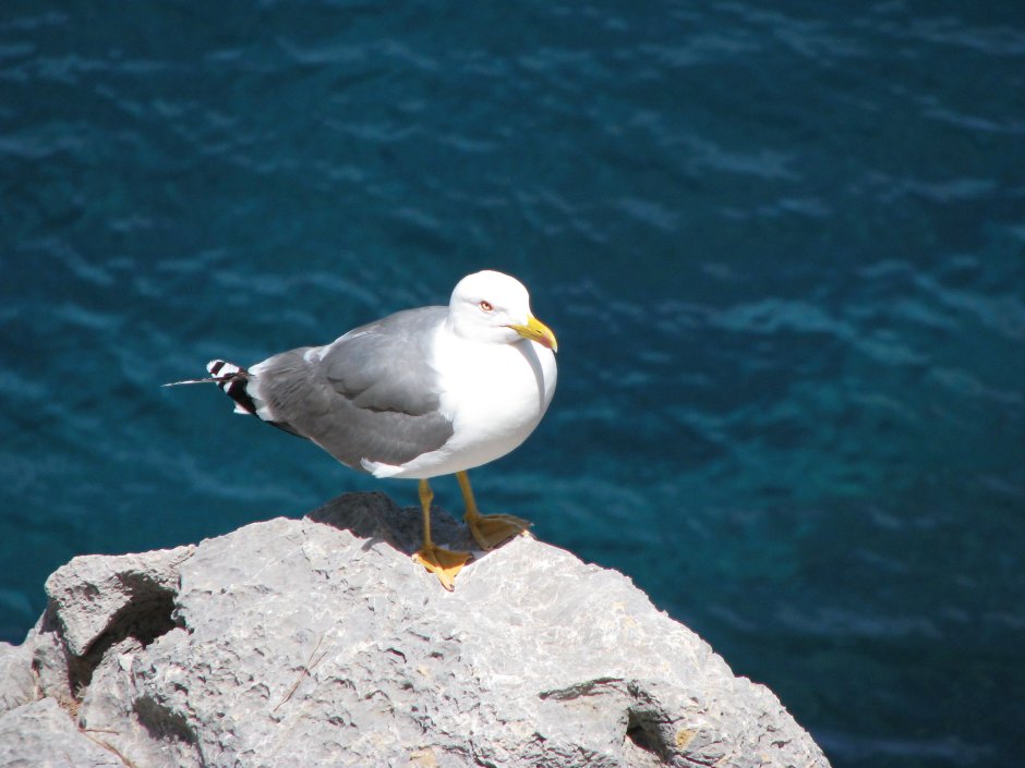 Larus michahellis