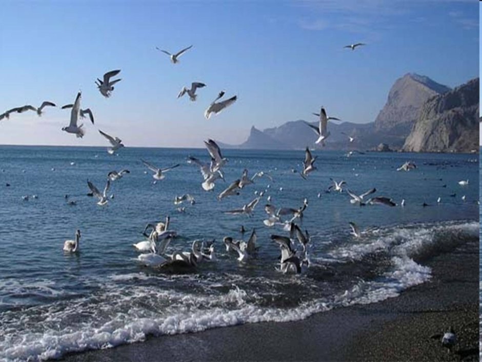 Крымская Чайка