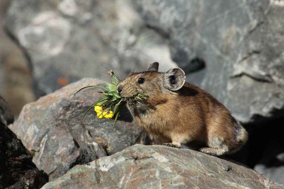 Северная пищуха (Ochotona Hyperborea)
