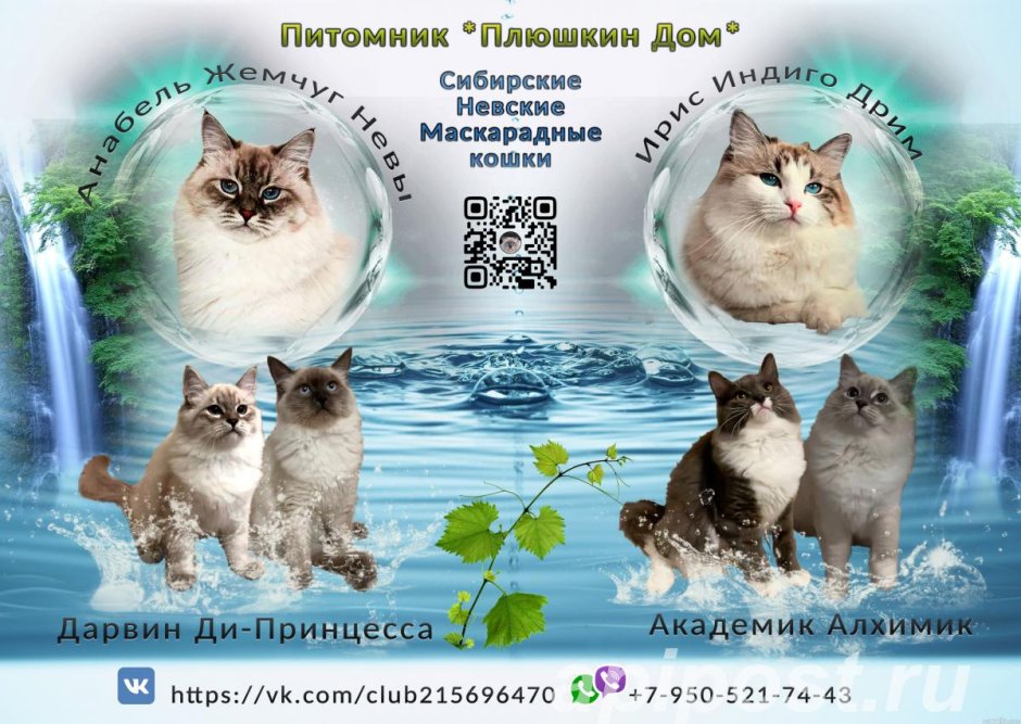 Невская Мадагаскарская кошка