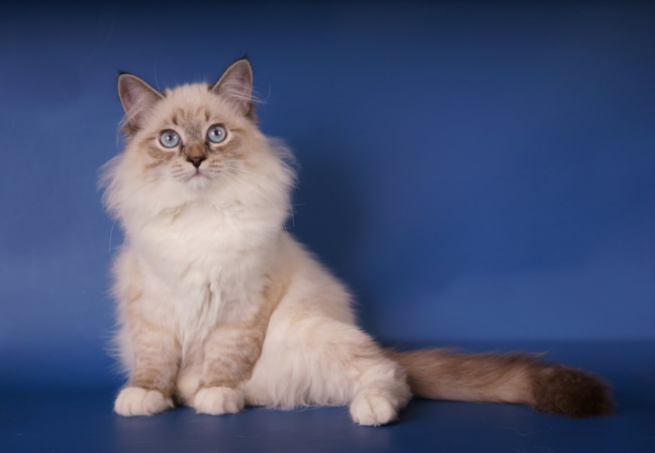 Невская маскарадная кошка питомник