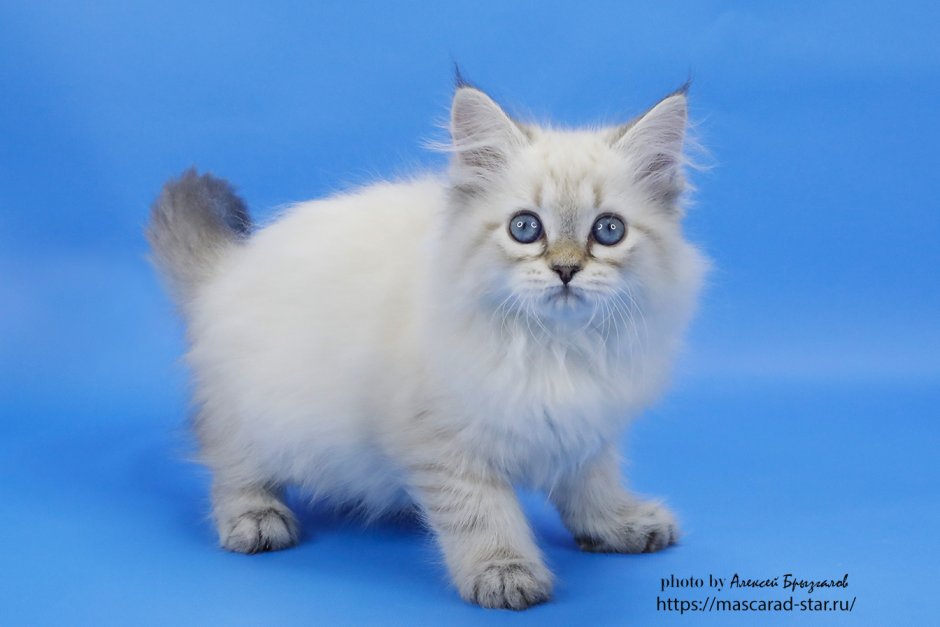 Cattery Nataly Gift питомник