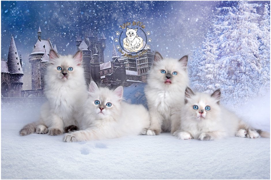 Клички для котов Невская маскарадная