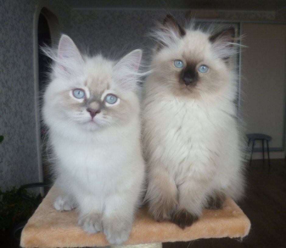 Невская маскарадная кошка с котятами