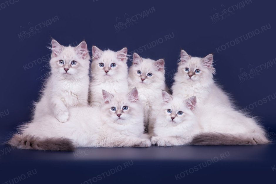 Невская маскарадная кошка