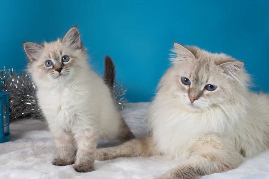 Мордочки Невской маскарадной котята
