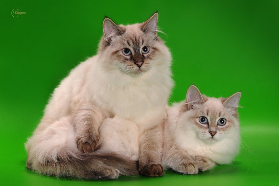 Невская маскарадная кошка с котятами