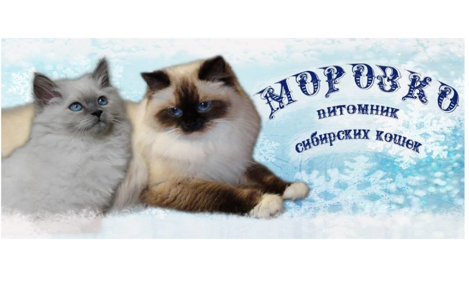Невская маскарадная кошка с котятами