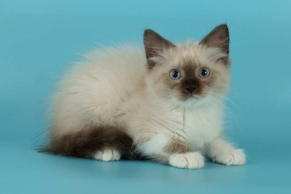 Кот Сибирский Невский маскарадный дома на кровати