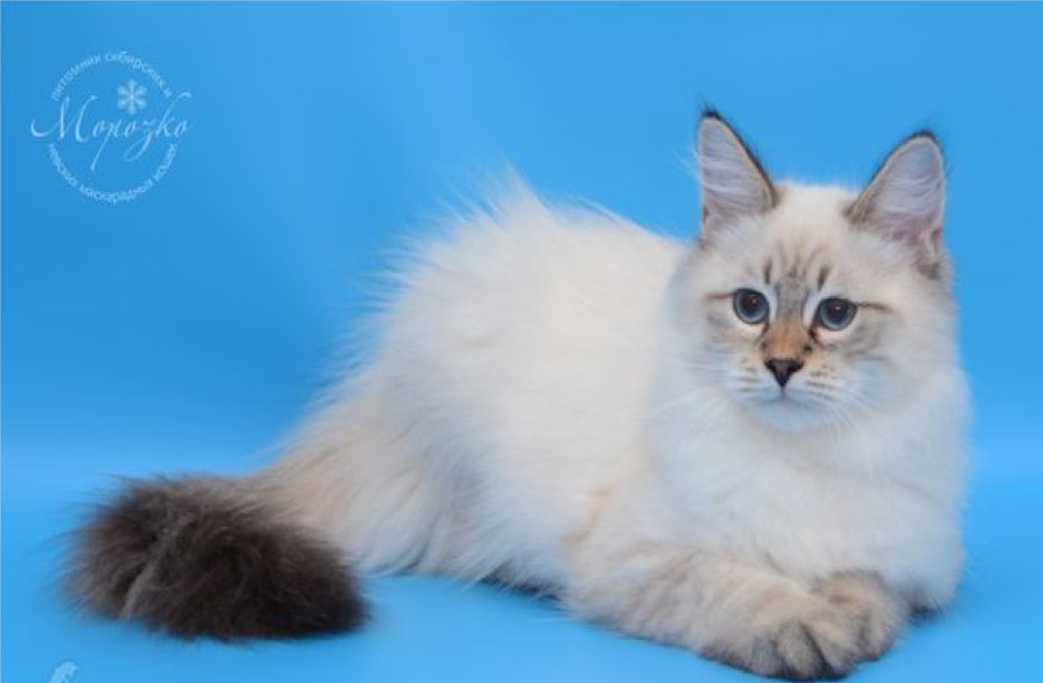 Невская маскарадная котята белые