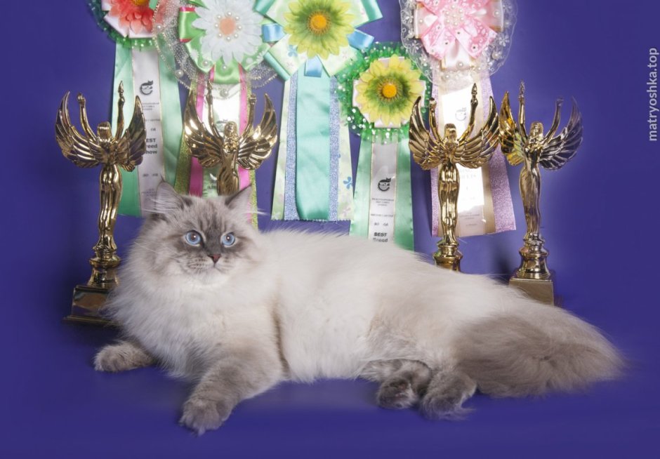 Невский маскарадный кот короткошерстный
