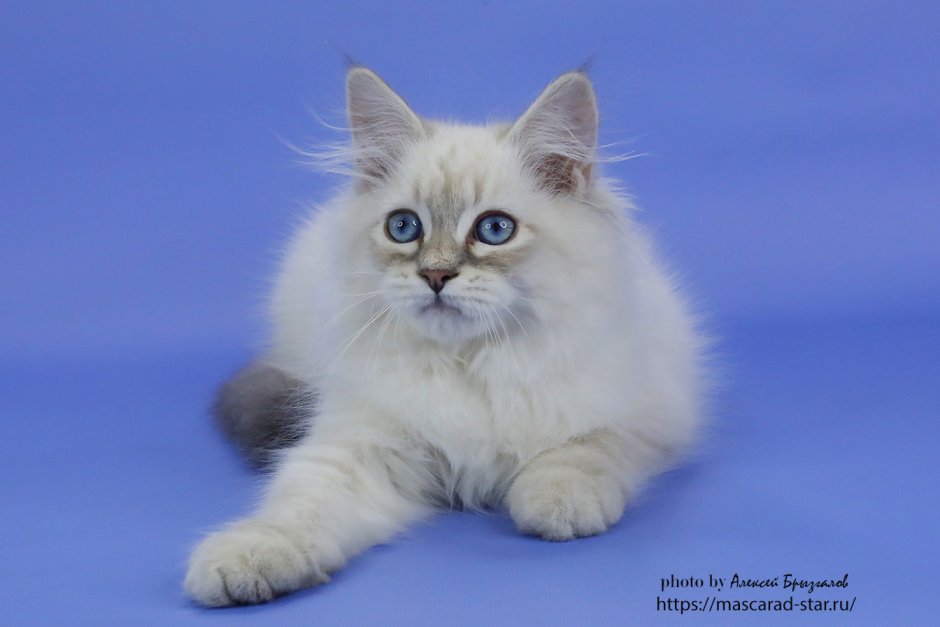 Невские маскарадные котята