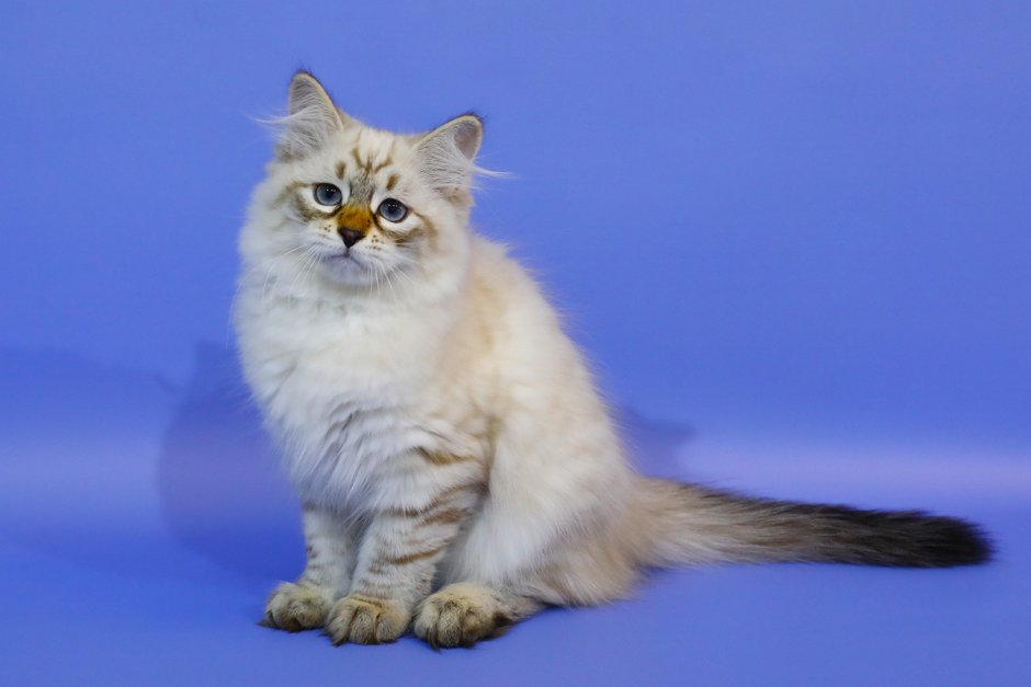 Сибирские кошки окраса колор-Пойнт