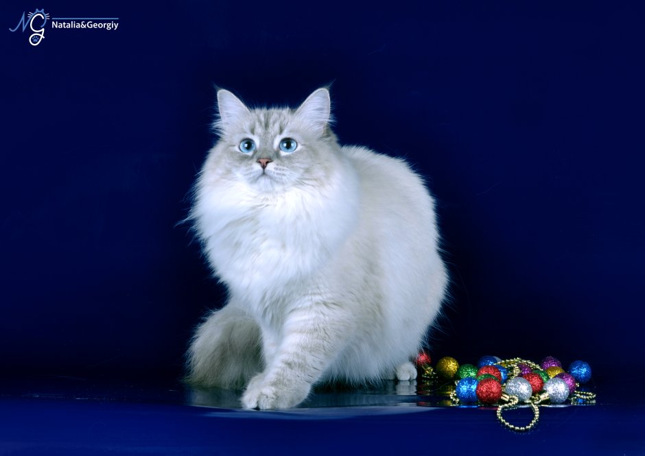 Котята Невской маскарадной в СПБ