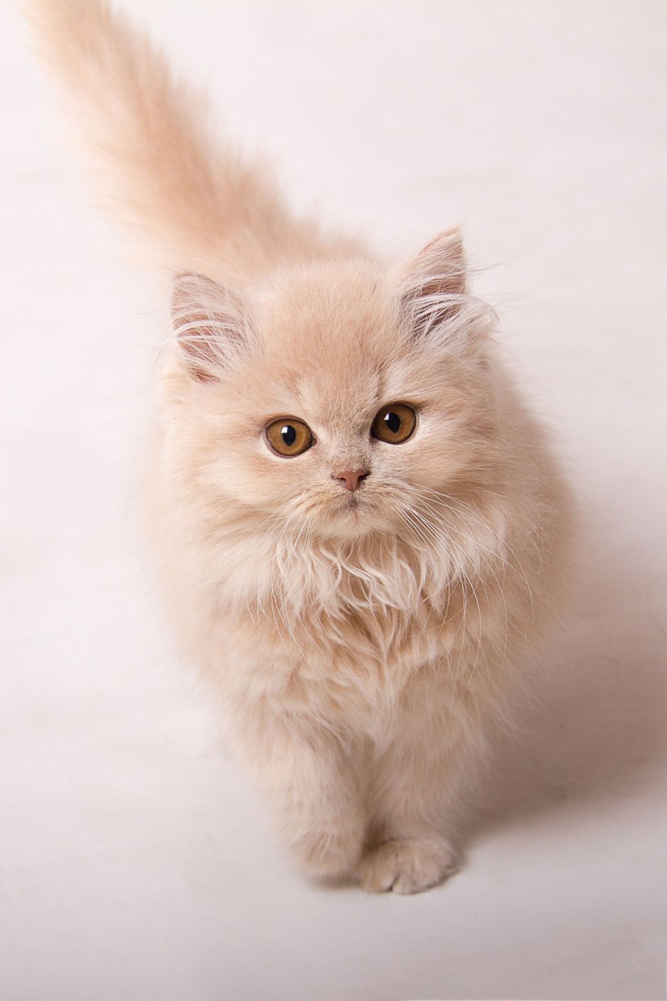 Милые котики Эстетика