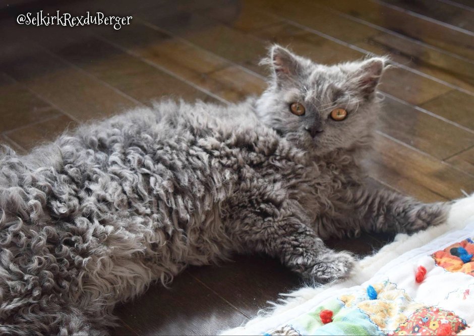 Кошка Овечка Селкирк рекс