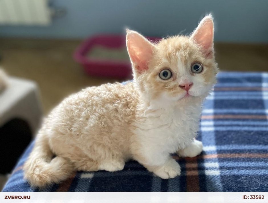 Ламбкин кошка