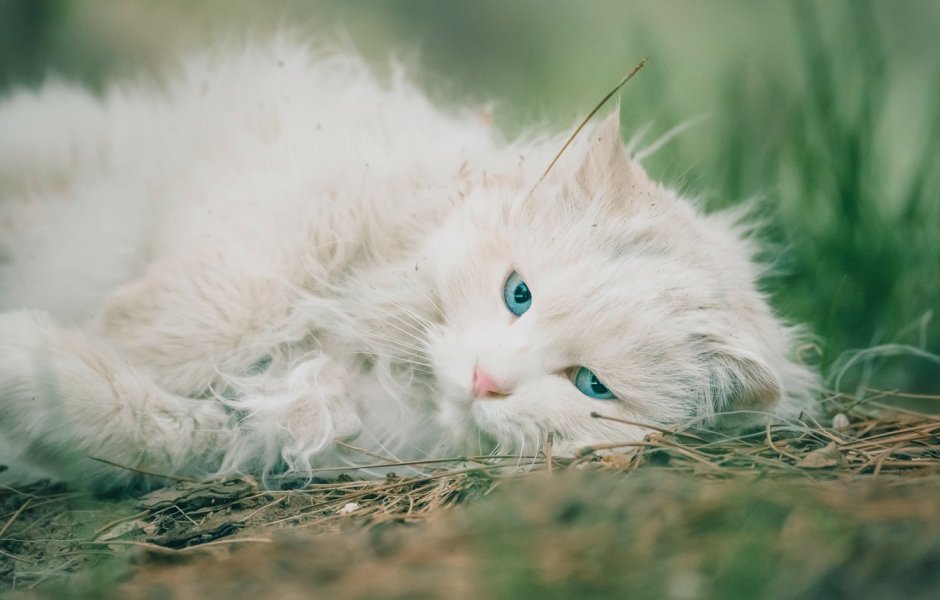 Белая кошка с голубыми глазами на природе