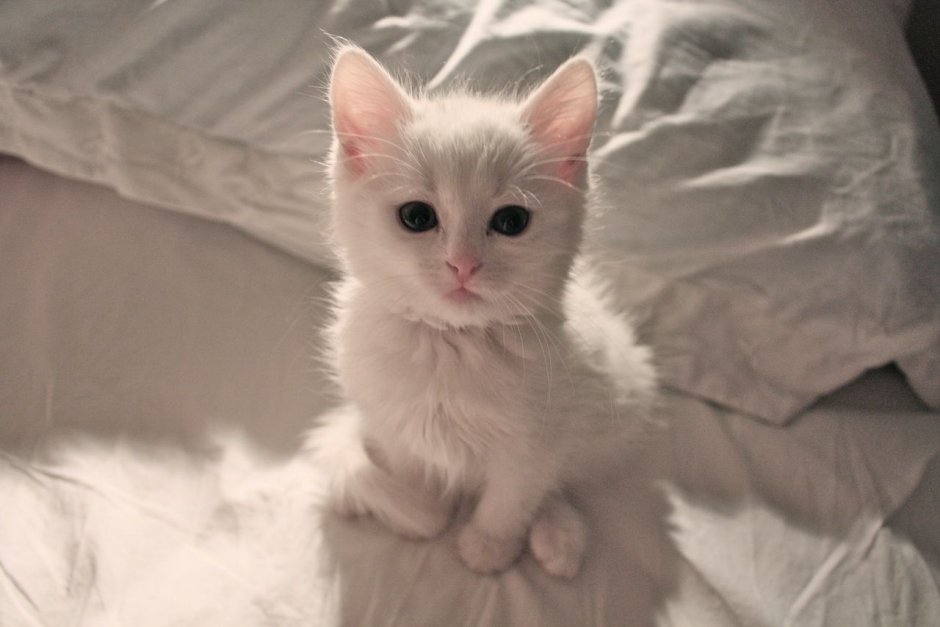 Манчкин кошка белая