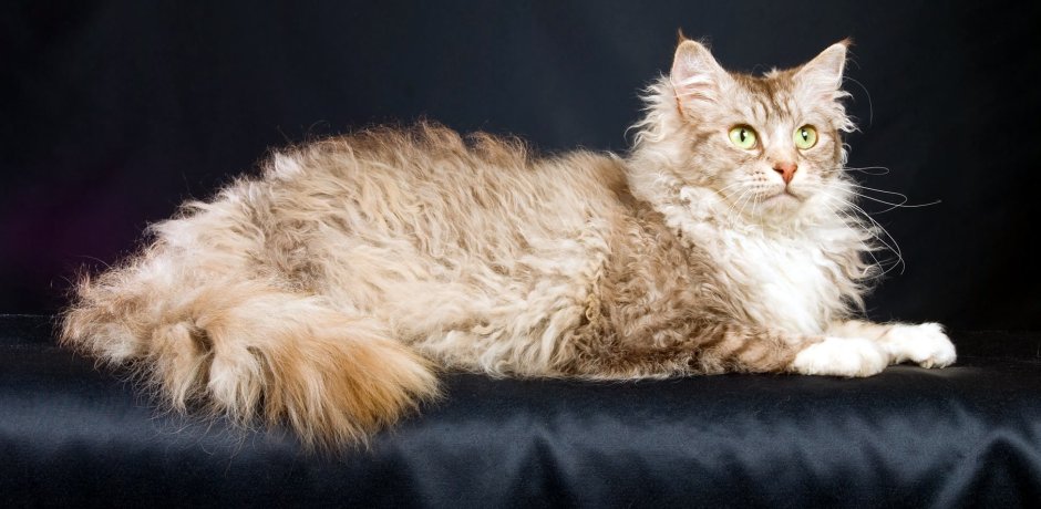 Персидская кошка