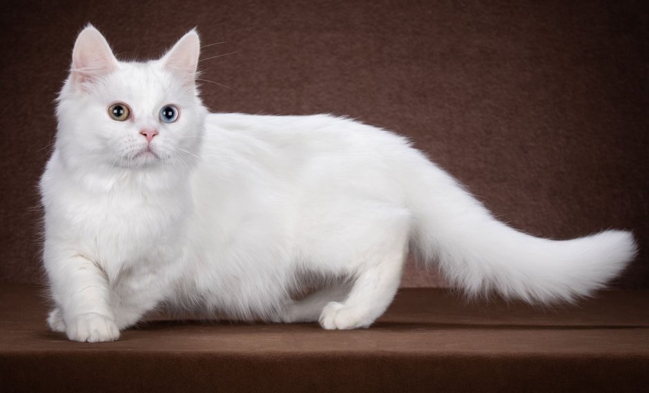 Котята Эстетика