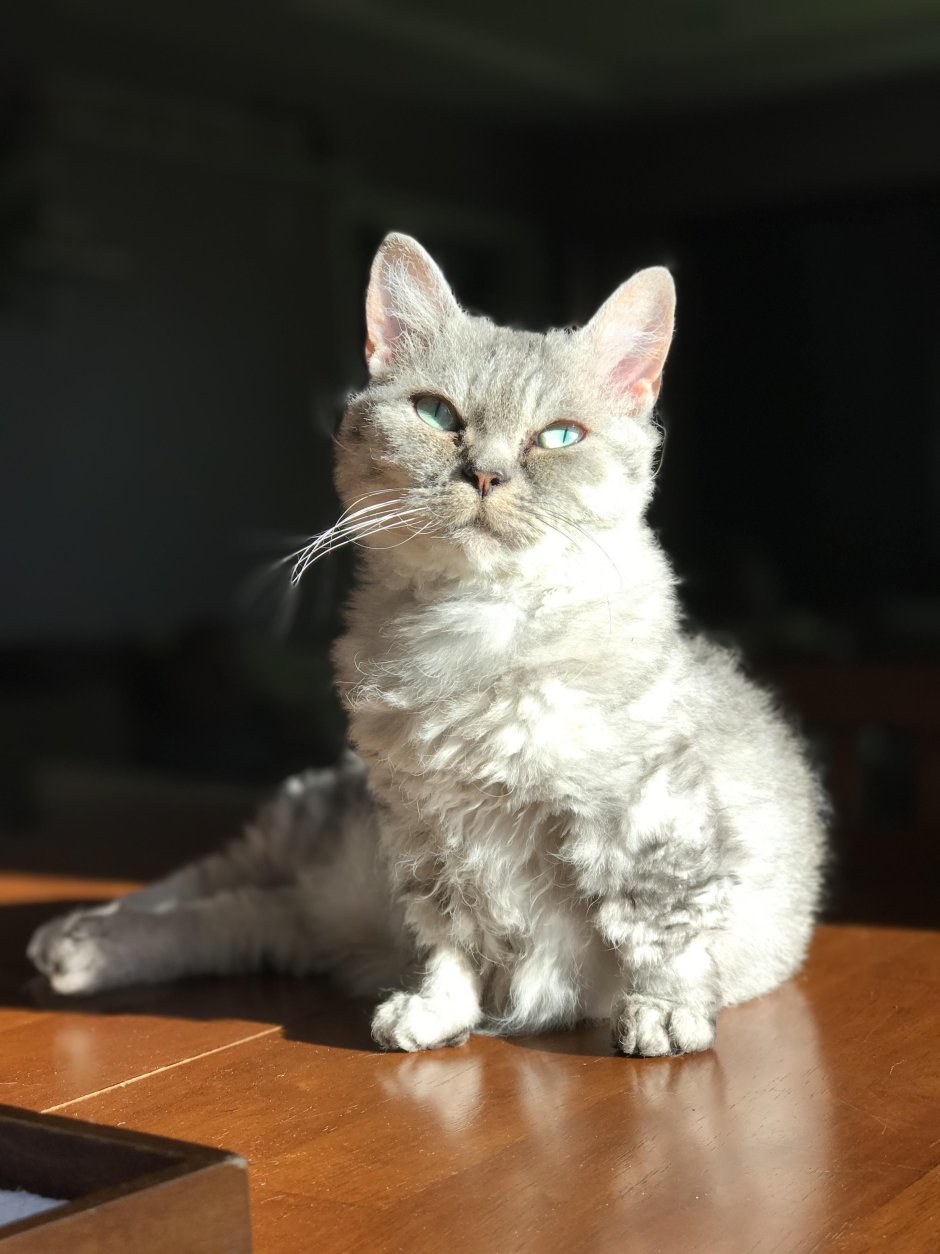 Эстетика кошек