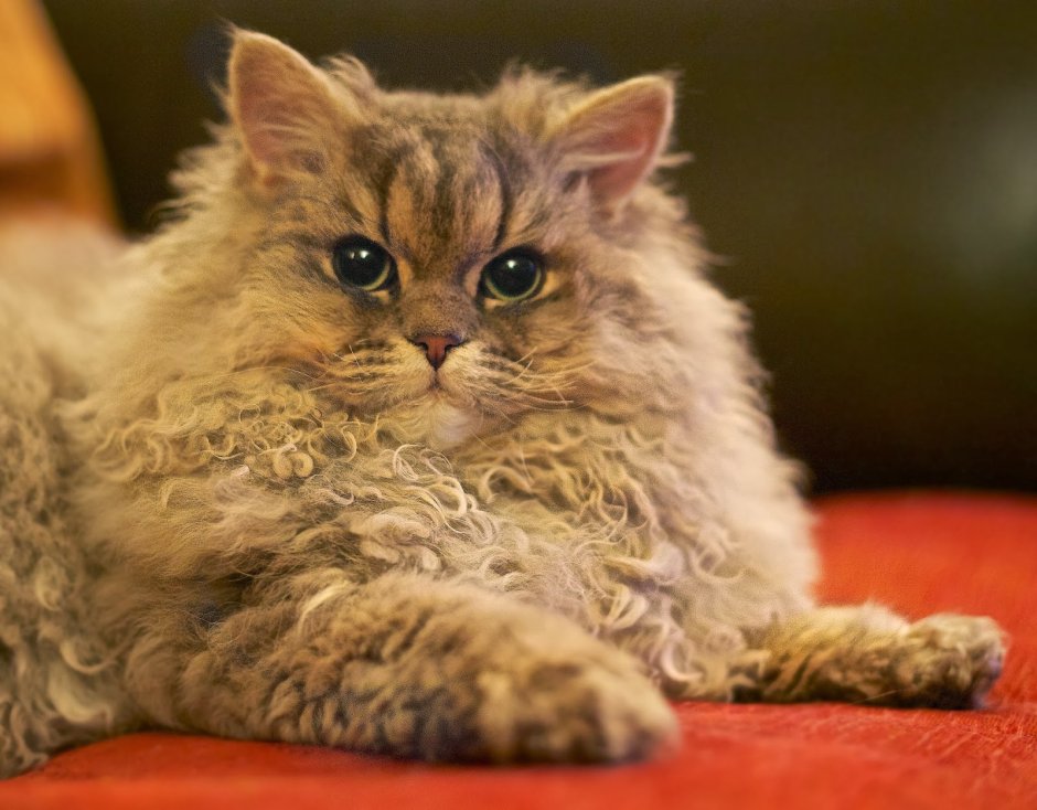 Селкирк рекс кошка