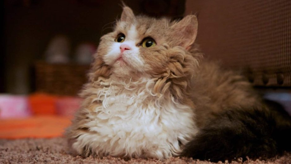 Художник Калиновская кошки