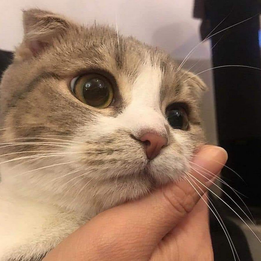 Милый котик с сердечками в глазах