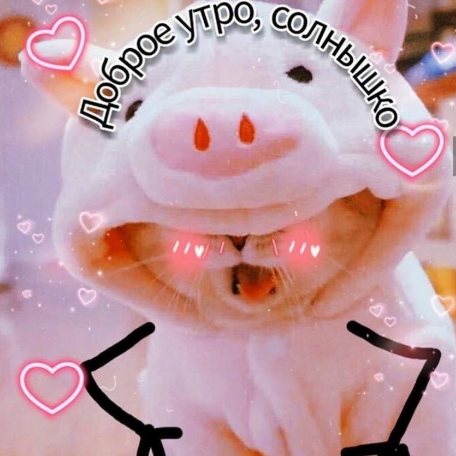 Милые пикчи с котиками доброе утро