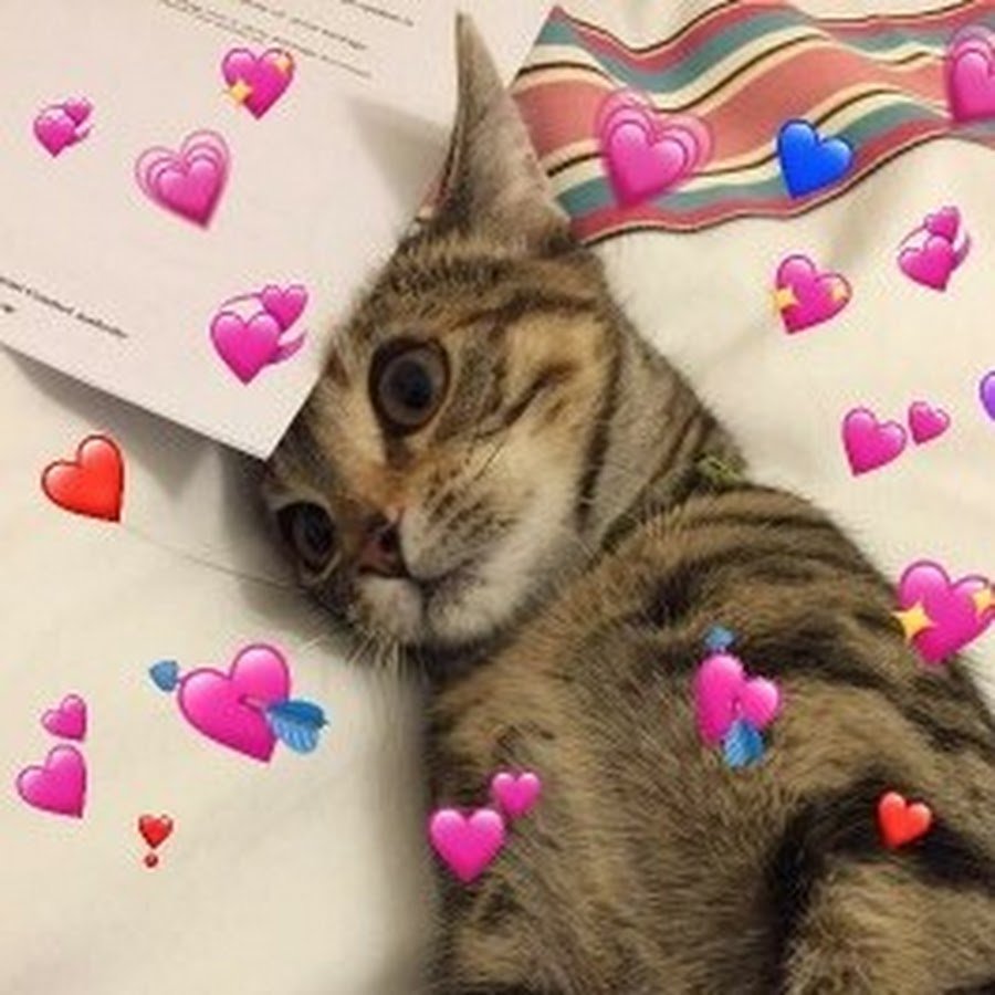 Котики с сердечками