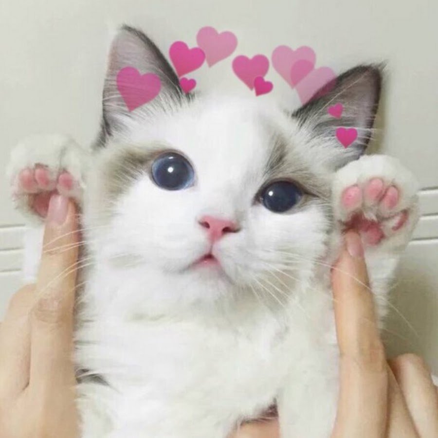 Мемы с котиками и сердечками