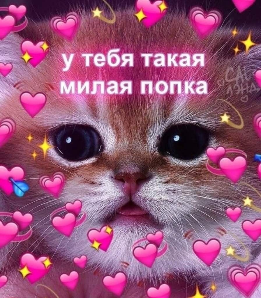 Котики с сердечками