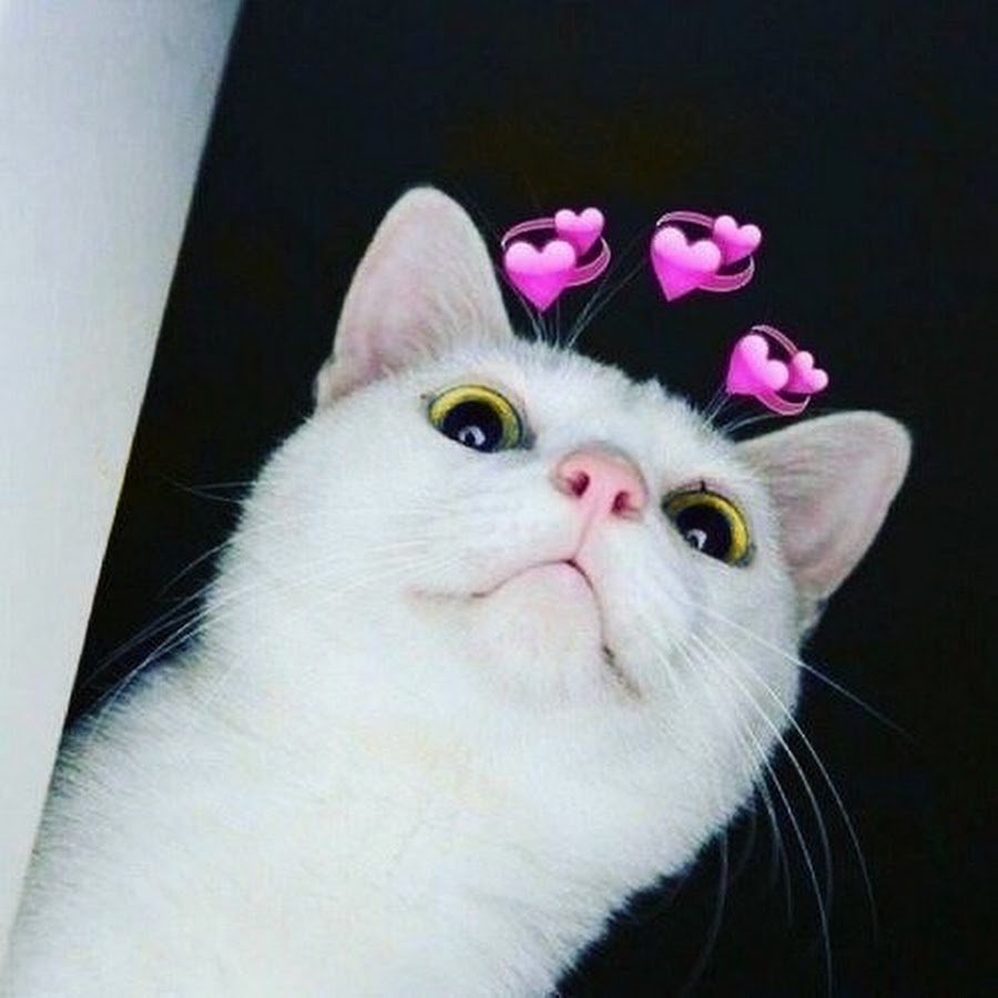 Кот с сердечками над головой