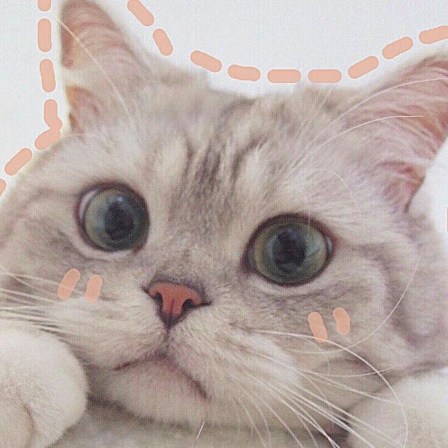 Пикча котенок