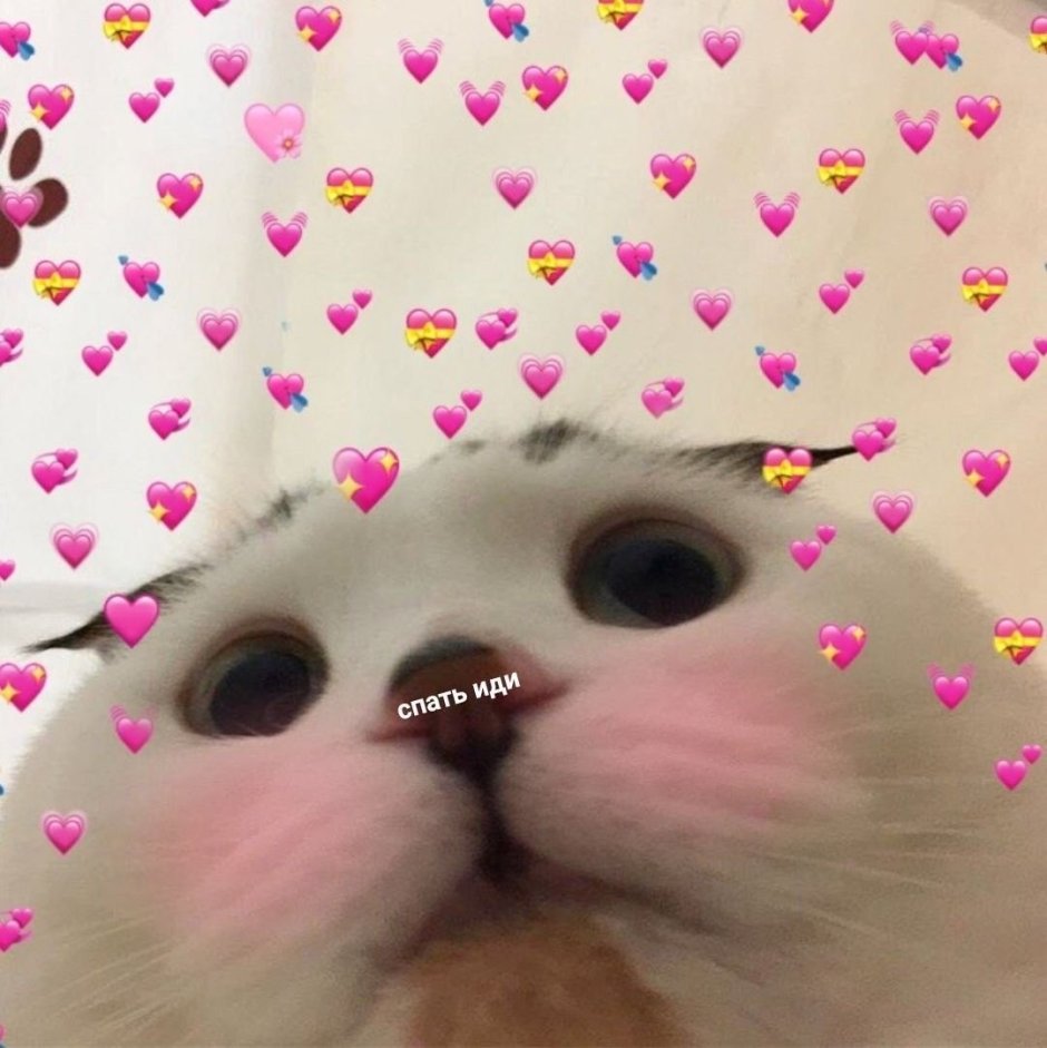 Милые коты с сердечками